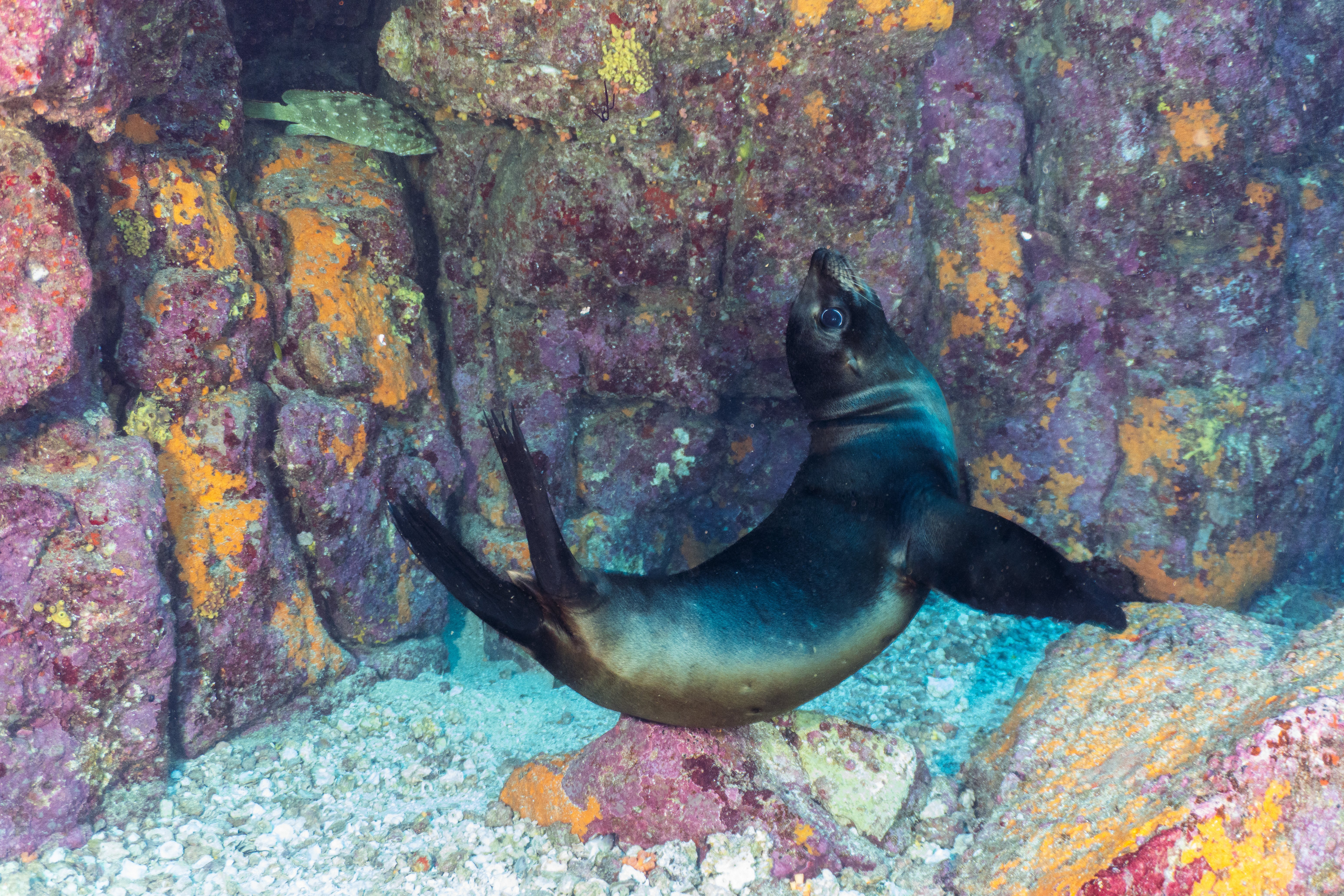 Sea Lion in a Rocky Alcove